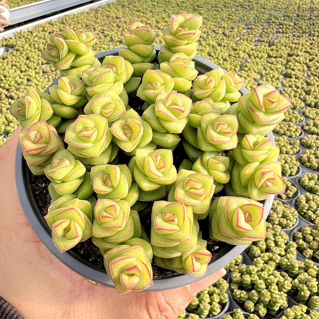 are succulents flowers?Is cactus a succulent plant? – Hi Succulents