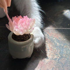 Ice Queen Succulents - Crystal & Ethereal Hybrids