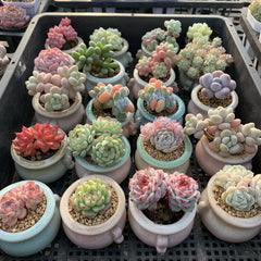 Variegated Colorful Succulents Rainbow Colors Painted Leaves