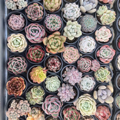 30Per Set,5cm Pot,Discount Package.100Random Species