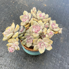 Graptopetalum 'Purple-Delight'/ 'Snow-White'
