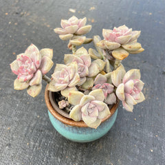 Graptopetalum 'Purple-Delight'/ 'Snow-White'-1