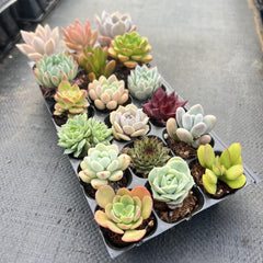 18 Succulents Pack for Beginners-4
