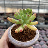 Mature & Trained Succulent