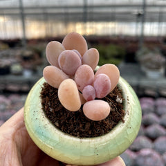 Chubby Rounded Succulents