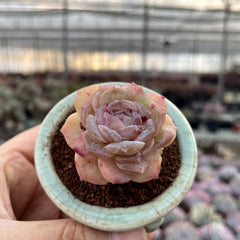 Ice Queen Succulents - Crystal & Ethereal Hybrids