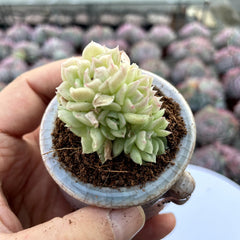 Ice Queen Succulents - Crystal & Ethereal Hybrids