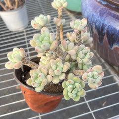 Echeveria Sedum Clavatum