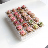 Transparent Root Growth Planter Container for Succulents/Seedlings