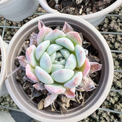 Echeveria 'Sasa'/Queen Sasha 3.5‘’Single head-1
