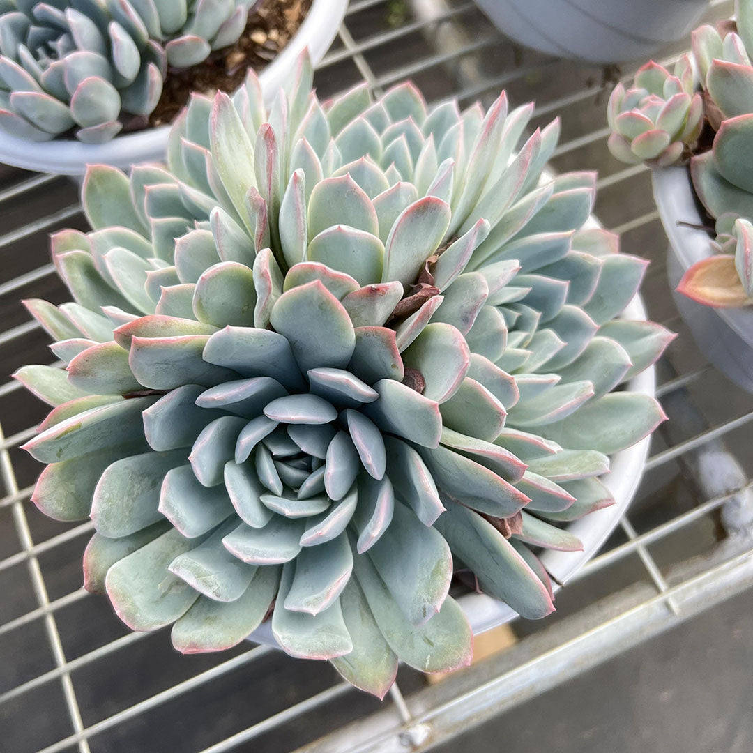 7.5‘’Rare Succulents Echeveria 'Sasa'/Queen Sasha