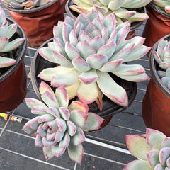 Echeveria Cherry 2 heads