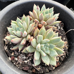 Echeveria Blood Swallow's 3 Heads