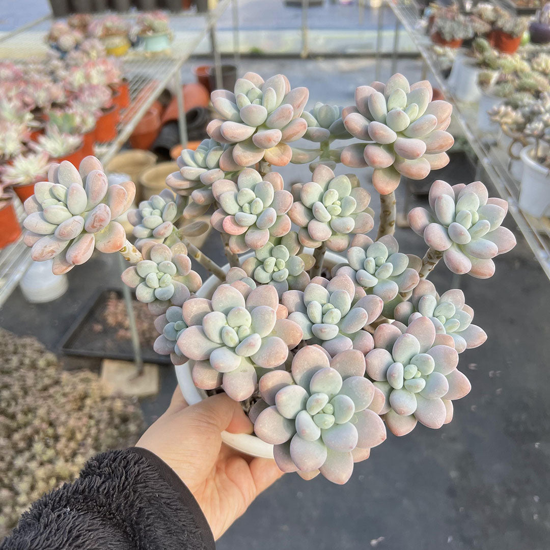 Echeveria Adromischus Cooperi Cluster, 9-Inch Pot