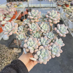 Echeveria Adromischus Cooperi Cluster, 9-Inch Pot