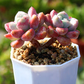 Cluster & Bushy Succulents