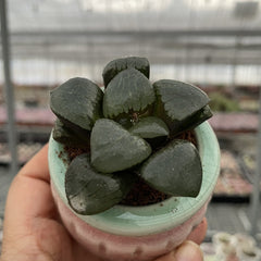 Jelly & Translucent Succulents-Crystal Clear 'Window' Succulents