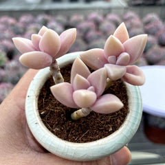 Cluster & Bushy Succulents