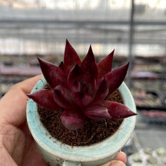 Pointed & Waxy Succulents