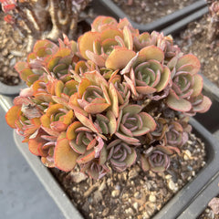 7.5‘’Echeveria 'Suyon'-1
