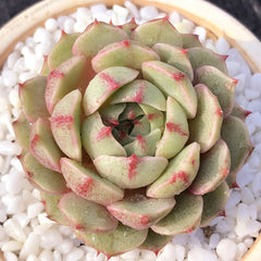 Single & Classic Succulents