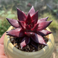 Pointed & Waxy Succulents