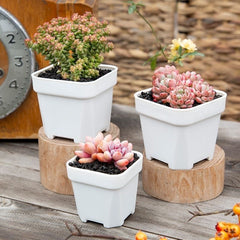 Small White Plastic Square Nursery and Seedling Pot-3