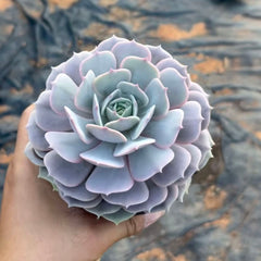 Echeveria Luna,Single head 4.75-Inch Pot Rare Succulent Echeveria