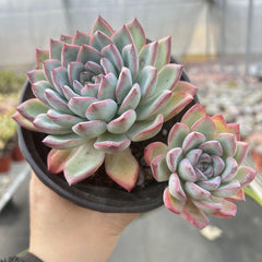 Echeveria Cherry 2 heads-2