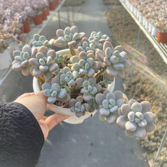 Echeveria Adromischus Cooperi Cluster, 9-Inch Pot-2