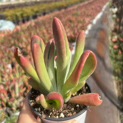 Rare Succulent Echeveria fire fox