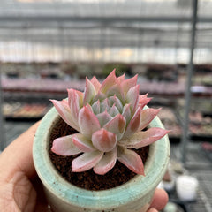 Single & Classic Succulents