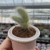 Mini Succulent Assortment Just Unbox & Enjoy