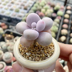 Mini Succulent Assortment Just Unbox & Enjoy