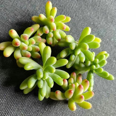 Sedum pachyphyllum Rose-cutting