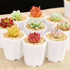 Octagonal shape Nursery Pot-1