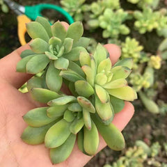 Echeveria 'Minibelle Variegata' cutting