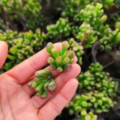 Crassula oblique 'Gollum' cutting1