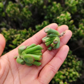 Crassula oblique 'Gollum' cutting