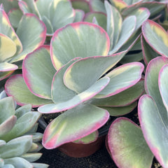 Variegated Paddle Kalanchoe