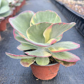 Variegated Paddle Kalanchoe-1
