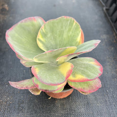 Variegated Paddle Kalanchoe-2