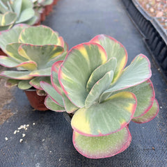 Variegated Paddle Kalanchoe-3