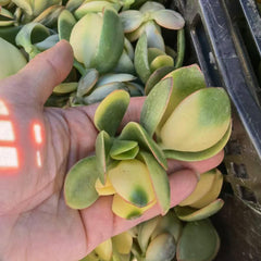 Crassula Ovata Obliqua Jade Plant Cutting