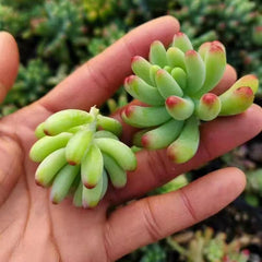 Sedum pachyphyllum Rose-cutting1