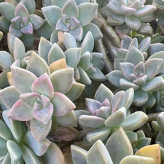 Graptopetalum paraguayense 'Awayuki' cutting