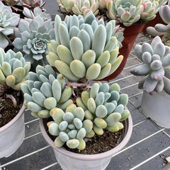 Echeveria Pachyveria 'Clavifolia'