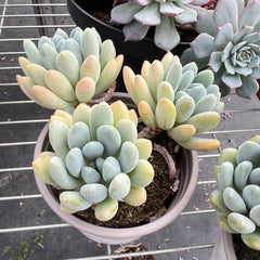 Echeveria Pachyveria 'Clavifolia'-1