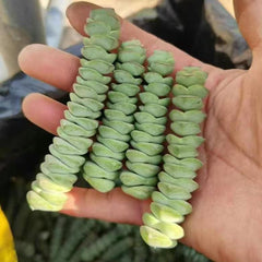 Crassula Ivory Towers cutting
