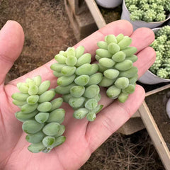 Sedum morganianum Cutting
